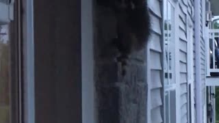 Baby raccoons climbing my building