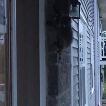 Baby raccoons climbing my building