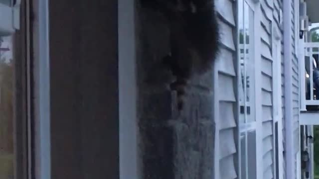 Baby raccoons climbing my building