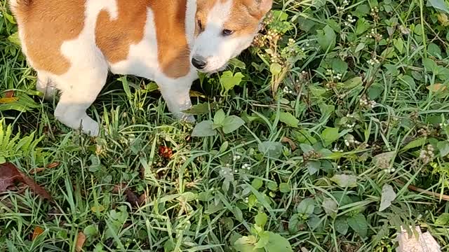 Dog 🤣