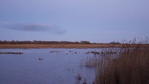 Murmuration in south-west Scotland