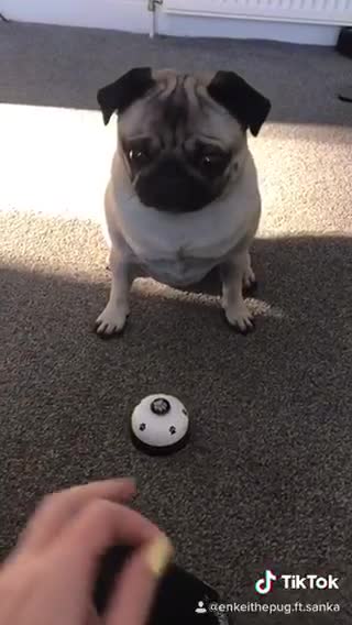 Pug hits every beat with his paw
