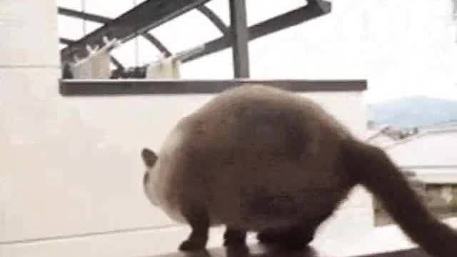 Funny Fat Cat Falling