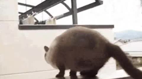 Funny Fat Cat Falling