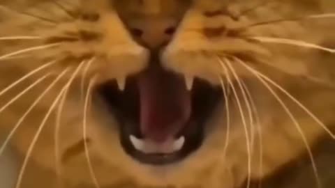 😺😂 Cute and Funny Cats 😺😂😺 part 8 😂😺