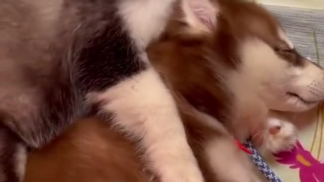 Fur Babies sleeping together.