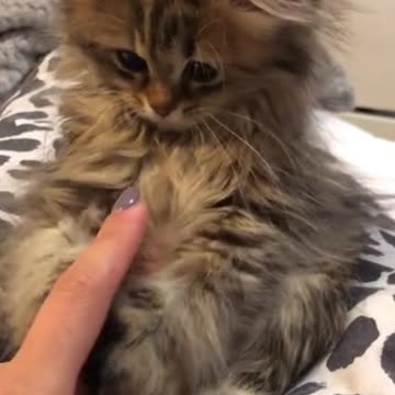 🐱 LITTLE KITTEN GO PLAY! SO SWEET... #Shorts 🐱