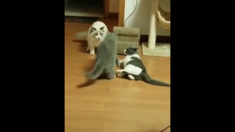Cat Betrayal