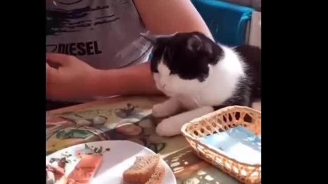 Funniest Cats Compilation 😹 - Don't try to hold back Laughter 😂