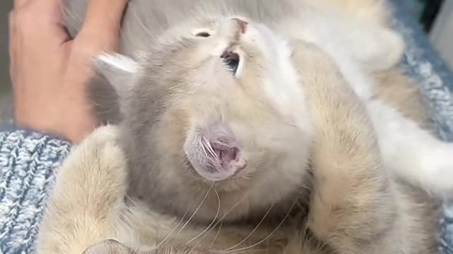 Use both front paws to lick a little saliva on the tip of the tongue