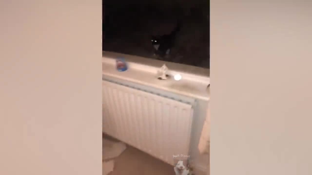 Funny Animals