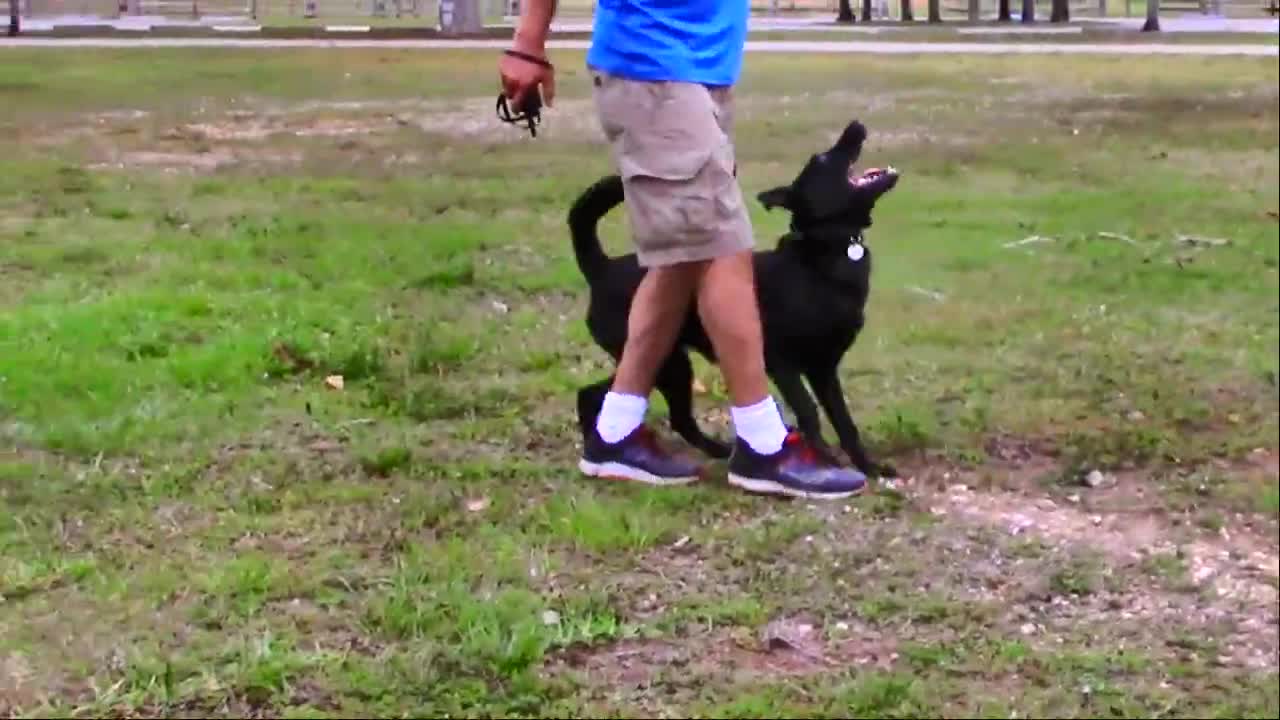 the scene Footage at My Dog Trainer's Dog Training academy