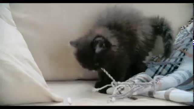 Funny & Crazy Dogs & Cats - Awesome Funny Pet Animals Videos