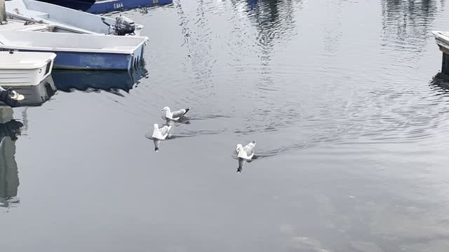 Seagulls are so cute and beautiful