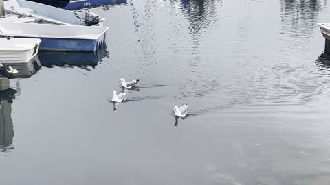 Seagulls are so cute and beautiful