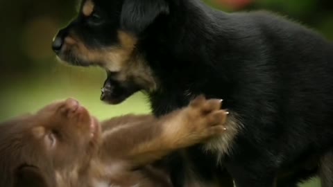 Puppies playing with each other//cute puppies