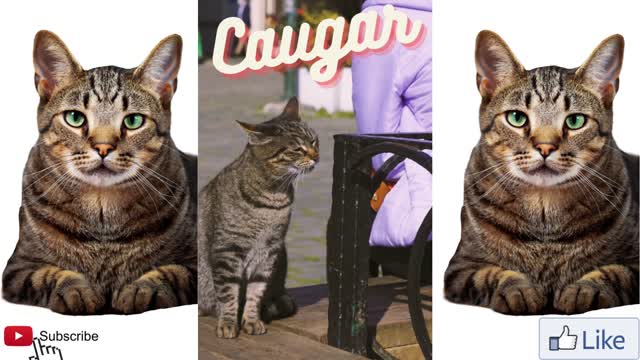 Fun| Felid 2022| #FunnyCo| Funny Animal