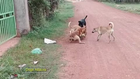 Dog boy vs Dogs Attacks Caught On Camera video because Cute Puppy