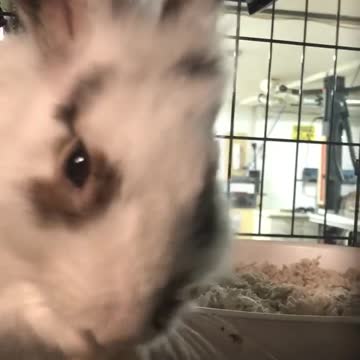 Cute Bunny eating an Apple (better with sound!)