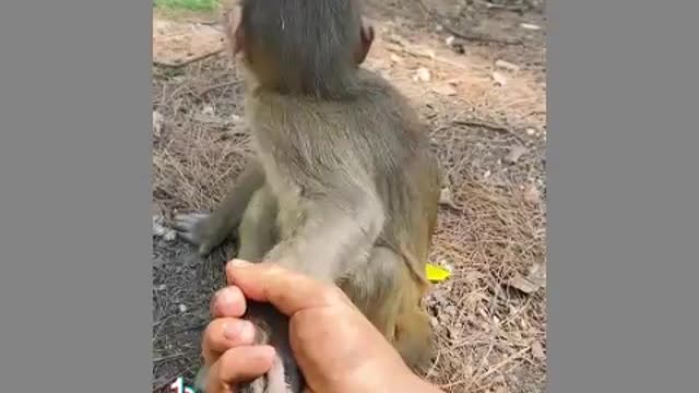 Monito descuidado