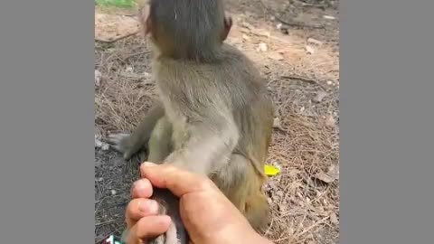 Monito descuidado