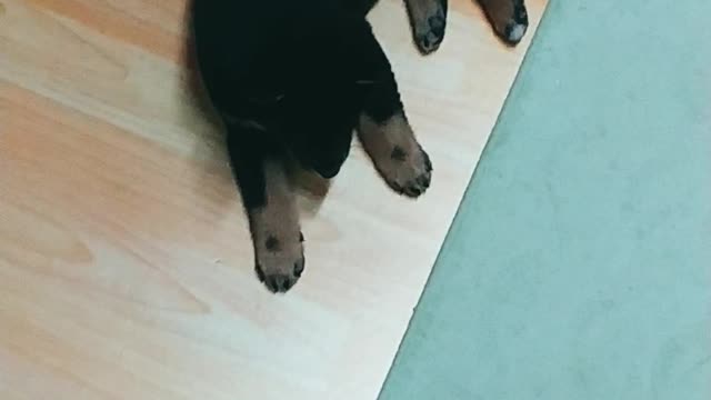 Sweet puppy under the table, baby Shiba dog.