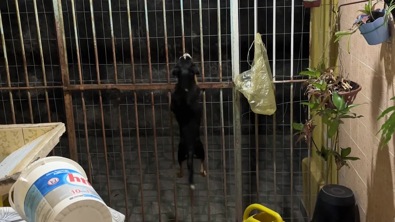 Clever Dog Climbs Over Fence