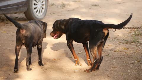 Close one frame shot of male and female dogs