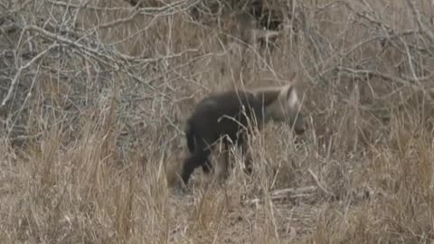 Oct 06, 2017 Sunset Hyena with Stefan in Djuma