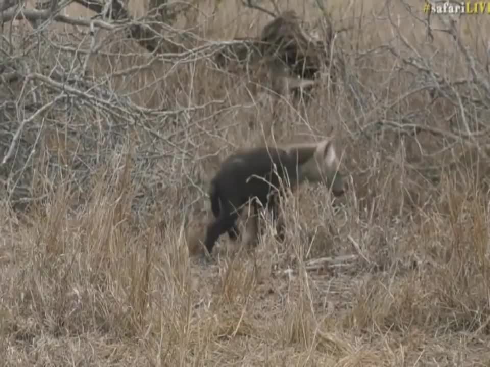 Oct 06, 2017 Sunset Hyena with Stefan in Djuma