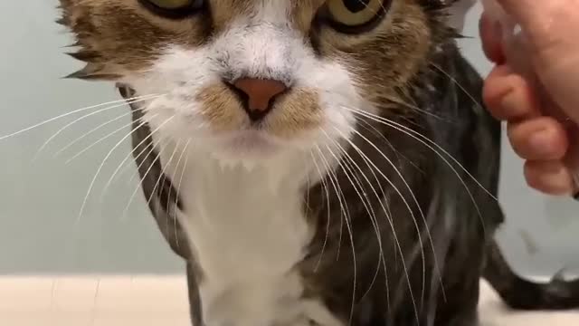 Funny Angry Cats Reaction 🐈