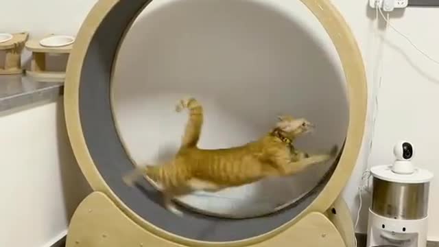 Cats are running at home enjoying a lot