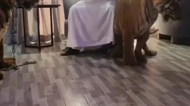 Tiger Video