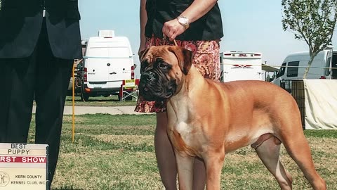 ALL ABOUT LIVING WITH THE BULLMASTIFF