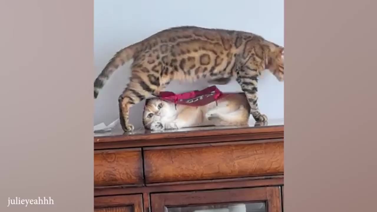 funny animal video part 3