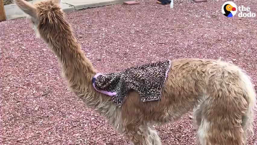 Tiny Alpaca Gets A Little Coat Made Just For Her 2