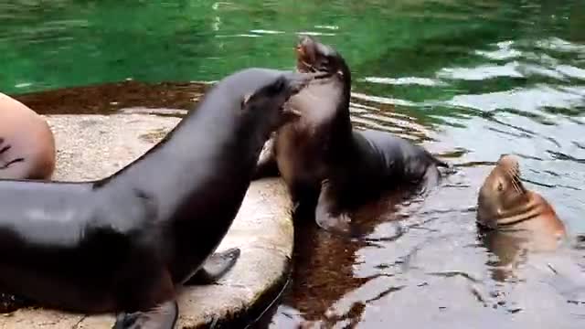 two seals fighting