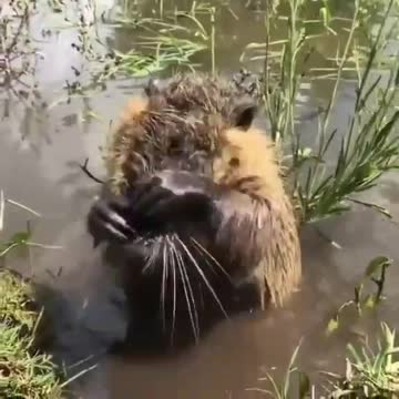 How beautiful to wash, it's a pity I forgot the soap?