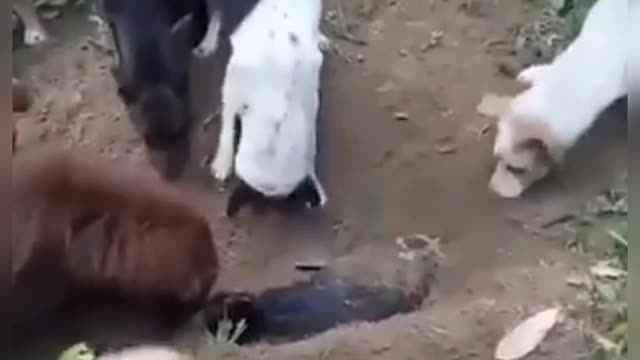 Viral ...dogs bury their Friend moving video