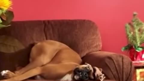 This adorable dog definitely has human tendencies!