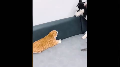 Funny videos of animals being silly😂😂😂😂