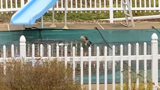 Pool Rehab