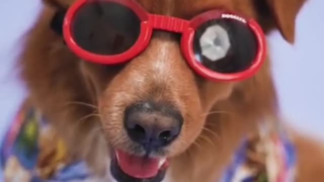 FUNNY AND HANDSOME DOG VIDEO😉😍