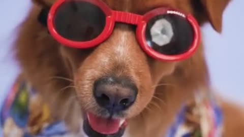 FUNNY AND HANDSOME DOG VIDEO😉😍