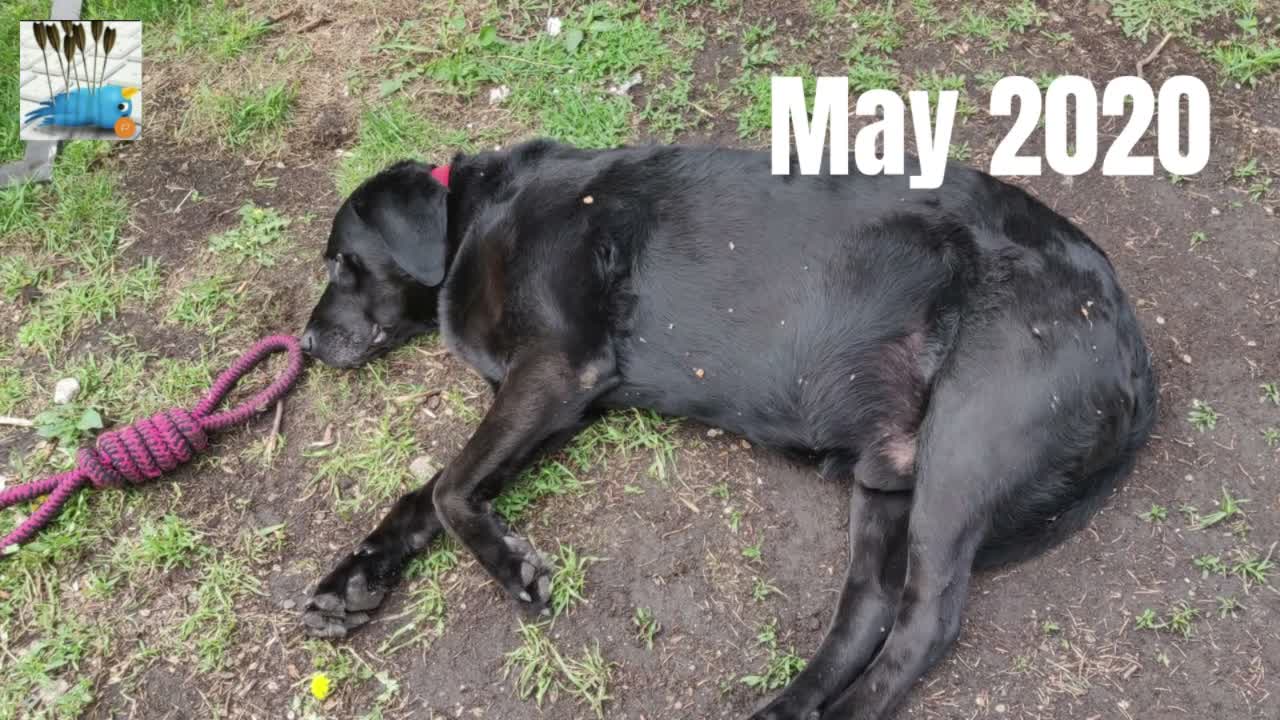 My Black Lab Lost Weight