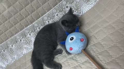 Black kitten is playing with toys