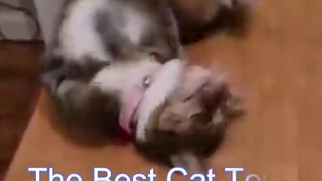 || CAT SLAPS A PERSON 😂😂 || Best Funny Cat Videos | Funniest Cats | Funny Animal Videos |