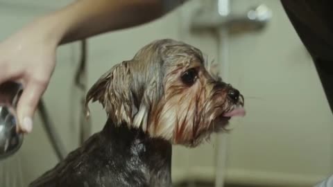 cute puppies playing together