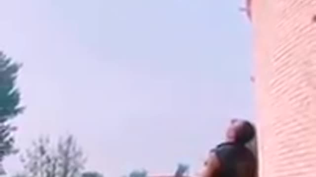 dogs that fly _malinois & alsatian dogs show their jumping ajility