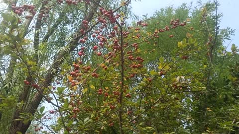 The fruit on this tree is ripe and red